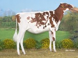 Kamp kalveren jong, Giessen Cecibell 19, Warrior Red, Mts O+J G Hoekstra & Betty Altenburg Aldtsjerk